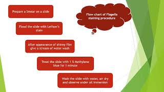 Flagella staining by Leifsons Method  Microbiology with Sumi [upl. by Krueger323]