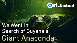 How we found a Giant Anaconda in Guyana  Wildlife Documentary [upl. by Ihp964]