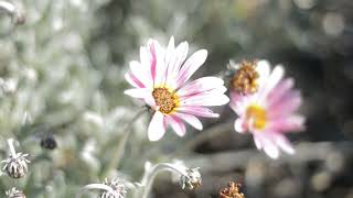 This African Daisy Arctotis hybrids is taking over my garden [upl. by Wynn]