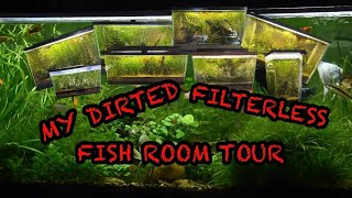 MY DIRTED FILTERLESS FISH ROOM TOUR …NOVEMBER 2023 fishroomtour fish fishroom aquariumfun [upl. by Neeuq]