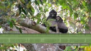 Banded Langur  Sounds amp Calls [upl. by Ozan]