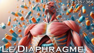 Anatomie du Diaphragme  CQ275 [upl. by Aronel27]