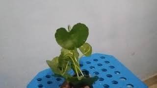 Hydrocotyle verticillata aquarium plant  Tamil explanation [upl. by Jamin353]