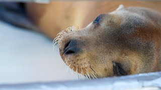 Georgia Aquarium Joins Marine Mammal Care Center to Rehabilitate California Sea Lions [upl. by Leanard278]