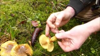 Schöngelber Klumpfuß Cortinarius splendens var meinhardii [upl. by Llehcam]