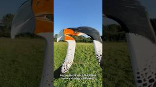 The Physics Behind a Returning Boomerang [upl. by Jackson]