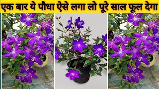 बेगम बहार पौधा एक बार लगा लो पूरे साल फूल देगाTibouchina Begum Bahar Plant Care With Fertilizer [upl. by Allenotna414]