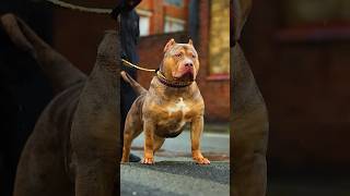 Rottweiler Vs Pitbull Fight 👊🦮 pitbull rottweiler facts shorts dog doglover [upl. by Novets]