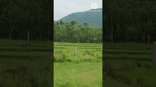 Birds Singing Long Trees  Nature with Hill View K Kotapadu  Anakapalli [upl. by Errick]