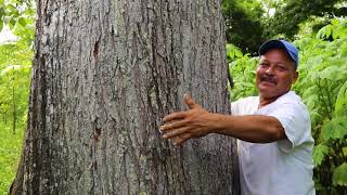 Sistemas Silvopastoriles Integrados Finca El Naranjo Petén [upl. by Tarazi]