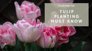 12 Things I Wish I Knew Before Planting My Tulips 🌷 Get Them To Bloom Again amp Best Time to Plant [upl. by Wolfgang275]