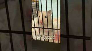 A rebellious hamster hamsters love cute shorts animals [upl. by Nyledaj]