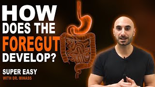 Embryology of the GIT I  Foregut Easy to Understand [upl. by Ahsinuq]