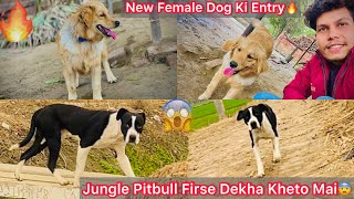 New Golden Retriever Dog Ki Entry Hui🔥 Jungle Pitbull Firse Mil Gya Kheto Mai😨 [upl. by Fonz450]