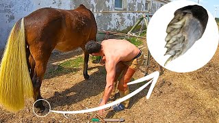 Why This Horses Hooves Are So AWFUL NOT FOR THE FAINT OF HEART [upl. by Holihs]