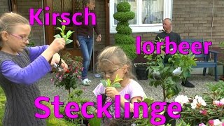 Stecklinge vom Kirschlorbeer einpflanzen [upl. by Burnie]