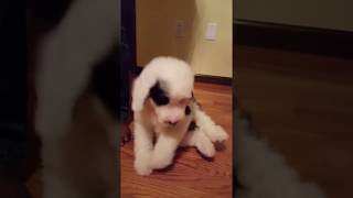 Blue China  Mini Sheepadoodle Puppy [upl. by Odraode]