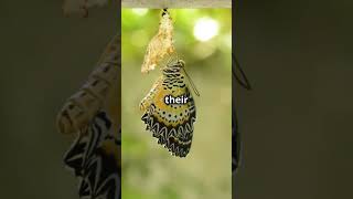 The Magical Transformation of Caterpillars into Butterflies [upl. by Eiramana]