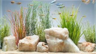 Top 25 mejores acuarios  best aquariums [upl. by Maurreen]