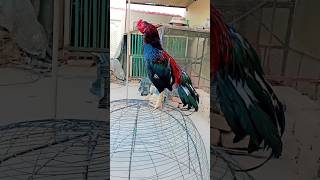 Riddick pure Mianwali Aseel petvlog007 [upl. by Nyladnek]