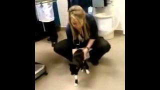 Severus the cat undergoes a tensilon test at CSU Veterinary Hospital [upl. by Asilram]