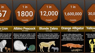 Probability Comparison Rarest Animal [upl. by Anyd]