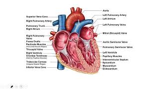 anatomy ampphysiology of cardiovascular system detail of four chambers and valves of the heart part 3 [upl. by Hermann]