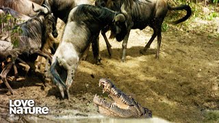 Massive Crocodile Ambushes Wildebeests Crossing River  Creative Killers [upl. by Biamonte205]