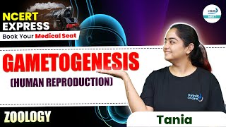 Gametogenesis  Human Reproduction  📚NCERT Line by Line  NEET 2025 Zoology with Tania Maam [upl. by Carilla4]