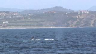 Blue Whale leaps out of the water Dana Point Ca must see only 20 seconds [upl. by Etam500]