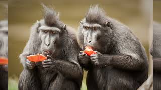 Crested Black Macaque Guardians of Indonesian Rainforests [upl. by Rennane309]