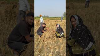 Family ke sath Khet me kaam 👨‍🌾🌾🌾 shorts short [upl. by Elbart495]