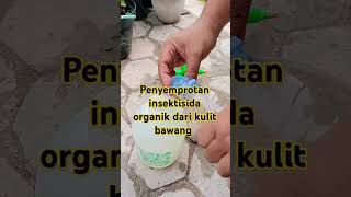 Penyemprotan insektisida organik shorts pertanian berkebunsayuran insektisida [upl. by Lizbeth]