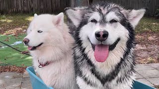 Husky Jumps In Tub To Comfort Mad Malamute During His Bath [upl. by Venator669]