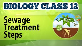 Sewage Treatment Steps  Microbes in Human Welfare  Biology Class 12 [upl. by Narud154]