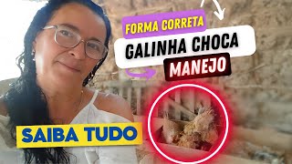 Tudo sobre Galinha Choca O Que é Como Funciona e Manejo Correto Forma certa de SUSPENDER o choco [upl. by Foster444]