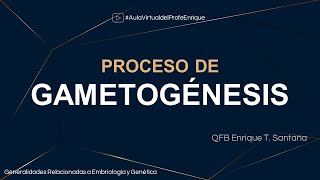 Proceso de gametogénesis [upl. by Hna680]