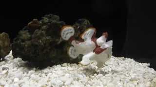 Frogfish Feeding Frenzy The Fish That Walks [upl. by Nayarb434]