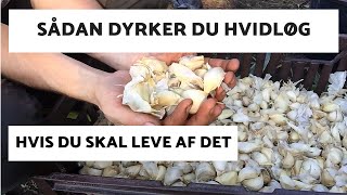 HELT TÆT PÅ  SÅDAN DYRKER DU HVIDLØG [upl. by Had]