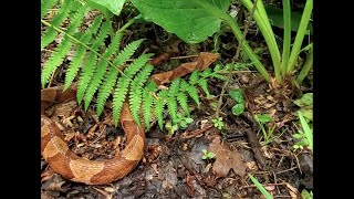 Connecticut Herping adventure Copperhead edition [upl. by Yslehc509]