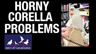 Horny Corella Problems When birds get too hormonal things can get rough [upl. by Blanche]