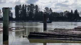 Tug boat vs Canada Goose September 20 2024 [upl. by Enyala]