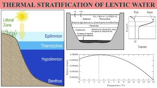 Thermal Stratification Summer Stratification Winter Stratification Fall Overturn Spring Overturn [upl. by Wycoff]