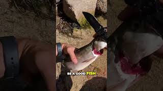 Cleaning and Cooking SUPER dark Red Meat Trout [upl. by Birk]