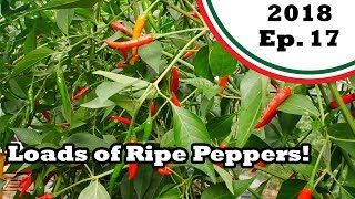 Plenty more ripe peppers And a surprising development on my channel 2018E17 Garden Updates [upl. by Constant]