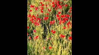 Bel été dans le PasdeCalais [upl. by Cheyney]