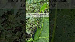 Growing Sagittaria latifolia wapato arrowhead Edible Aquatics [upl. by Lam]