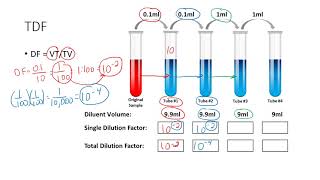 Determining the Total Dilution Factor [upl. by Ancilin37]