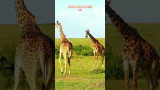 AFRICAN SAFARI 4K Scenic Wildlife Film with African Music [upl. by Galanti]