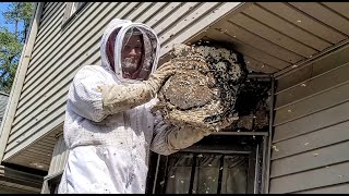 SUPER NEST Yellow Jackets MASSIVE nest inside ceiling  INFESTATION  Wasp Nest Removal [upl. by Adnirim39]